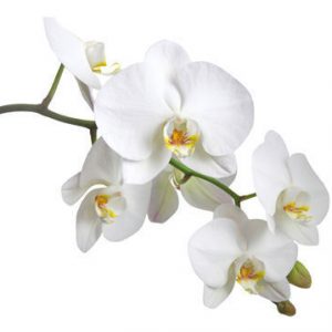 Orchidee Enaos